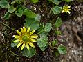 Himalayan Oxygraphis